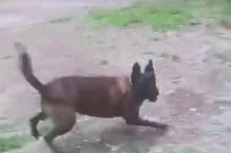 אישום: הסתכסך עם שכנתו והורה לכלבתו להרוג אותה