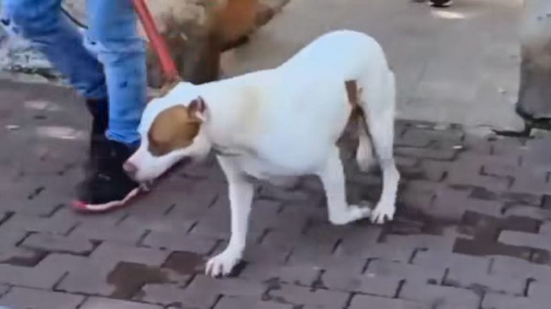 ״איך אמא שטוענת שהכלב הרג את בתה התינוקת, דורשת לקבל אותו בחזרה?״